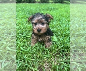 Yorkshire Terrier Puppy for sale in DURHAM, CT, USA