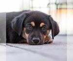 Small #3 Chihuahua Mix
