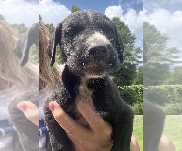 Medium Photo #6 Great Dane Puppy For Sale in CLANTON, AL, USA