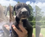 Small #5 Great Dane