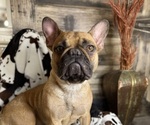 Small Photo #1 French Bulldog Puppy For Sale in WINDSOR, MO, USA