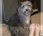 David - Male Bernedoodle (Miniature) (+ Poodle Miniature) Puppy for Sale - Photo #4