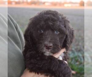 Aussiedoodle Puppy for sale in NEW MADISON, OH, USA