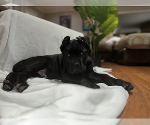 Cane Corso Puppy for sale in MONTGOMERY, AL, USA