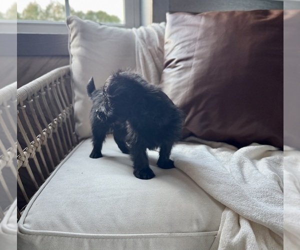 Medium Photo #9 YorkiePoo Puppy For Sale in BREMEN, IN, USA