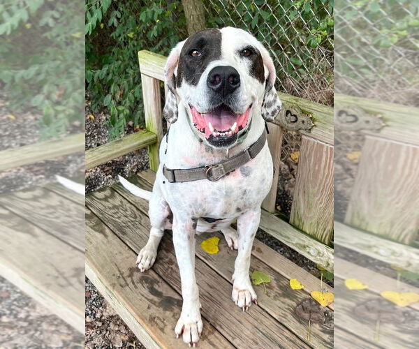 Medium Photo #2 Mutt Puppy For Sale in Elmsford, NY, USA