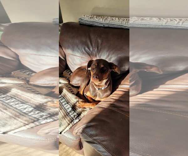 Medium Photo #4 Doberman Pinscher Puppy For Sale in Minneaoplis, MN, USA