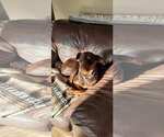 Small #3 Doberman Pinscher
