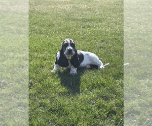 Basset Hound Litter for sale in COLUMBIA CROSS ROADS, PA, USA