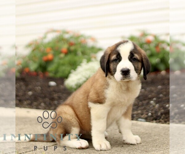 Medium Photo #4 Saint Bernard Puppy For Sale in MARIETTA, PA, USA