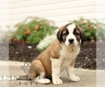 Small #3 Saint Bernard