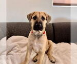 Small #1 Mastiff Mix