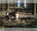 Small #27 Akita