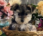 Small #3 Morkie