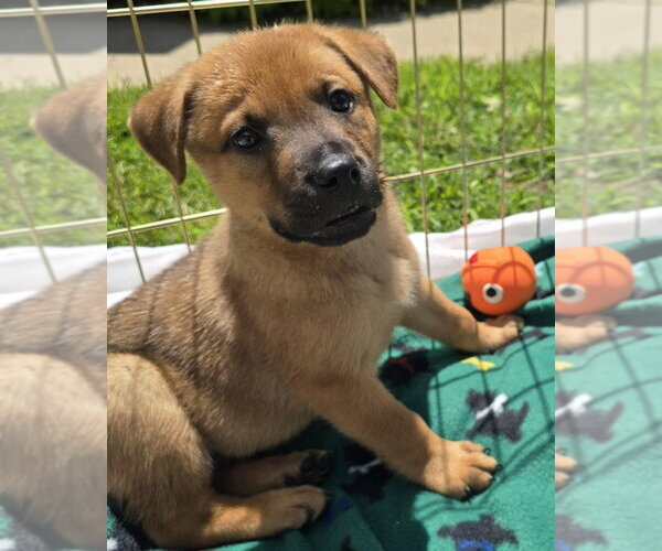 Medium Photo #8 German Shepherd Dog-Unknown Mix Puppy For Sale in Minneapolis, MN, USA