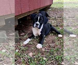 Boxer Puppy for sale in ABBEVILLE, SC, USA