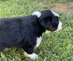 Small Photo #3 Australian Shepherd Puppy For Sale in RIVERSIDE, CA, USA