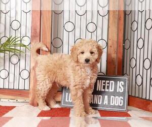 Goldendoodle (Miniature) Puppy for sale in NAPLES, FL, USA