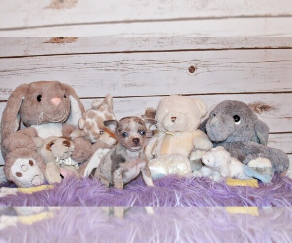 Medium Photo #4 Chihuahua Puppy For Sale in CHARLESTON, AR, USA