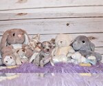 Small Photo #5 Chihuahua Puppy For Sale in CHARLESTON, AR, USA