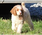 Small Photo #11 Poodle (Standard) Puppy For Sale in LINDEN, TN, USA