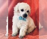 Small Photo #1 Poodle (Toy) Puppy For Sale in FORT MORGAN, CO, USA