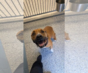 TINA - Female Mutt Dog for Adoption - Photo #3