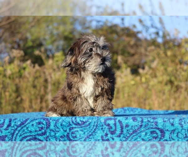 Medium Photo #36 ShihPoo Puppy For Sale in DYERSBURG, TN, USA