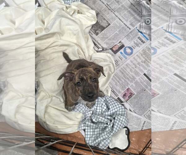 Medium Photo #3 Dachshund-Unknown Mix Puppy For Sale in SHERBURNE, NY, USA
