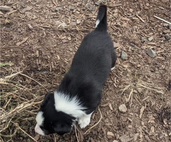 Medium Photo #13 Border Collie Puppy For Sale in HARRISON, ID, USA