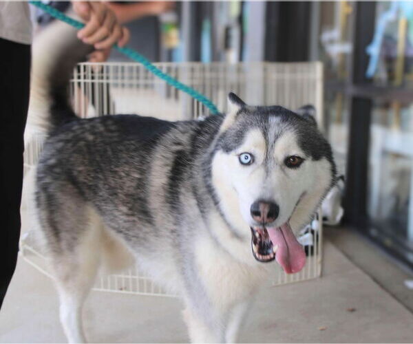 Medium Photo #3 Siberian Husky Puppy For Sale in Holly Springs, NC, USA