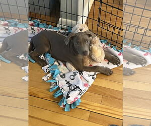 Doberman Pinscher-Unknown Mix Dogs for adoption in Minneaoplis, MN, USA