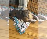 Small Doberman Pinscher Mix