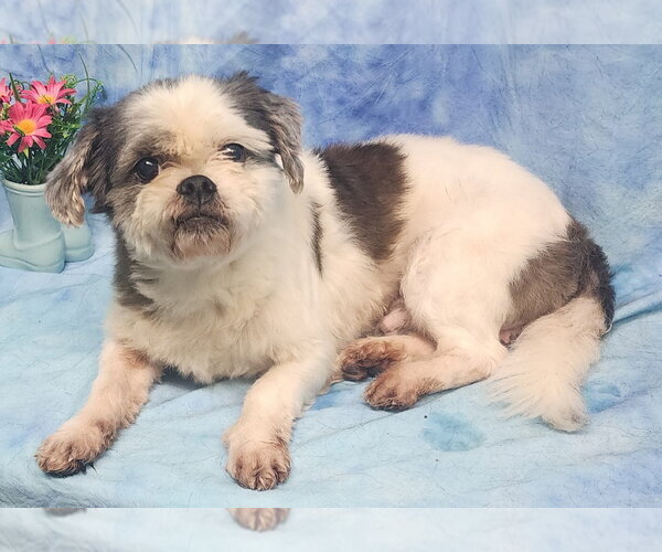 Medium Photo #2 Shih Tzu Puppy For Sale in Wetumpka, AL, USA