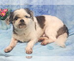 Small #1 Shih Tzu