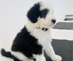 Small Photo #113 Sheepadoodle Puppy For Sale in HUNTINGTON BEACH, CA, USA