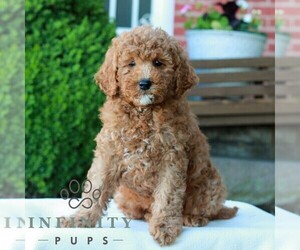 Goldendoodle (Miniature) Puppy for sale in LITITZ, PA, USA
