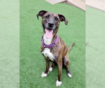 Small #1 Plott Hound Mix