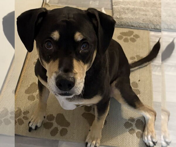 Medium Photo #3 Labrador Retriever-Unknown Mix Puppy For Sale in Boston, MA, USA