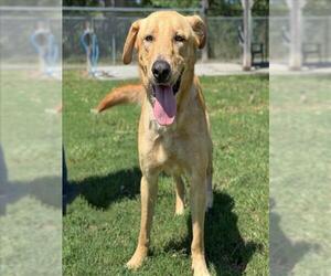 Labrador Retriever-Unknown Mix Dogs for adoption in Conroe, TX, USA