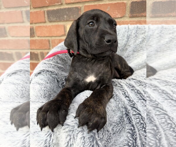 Medium Photo #2 Mutt Puppy For Sale in Goodyear, AZ, USA