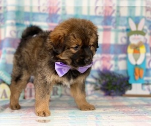 Border Collie-Unknown Mix Puppy for sale in LANCASTER, PA, USA