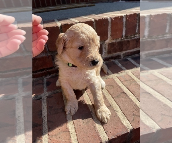 Medium Photo #1 Goldendoodle Puppy For Sale in ALPHARETTA, GA, USA