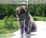 Small #3 German Shepherd Dog