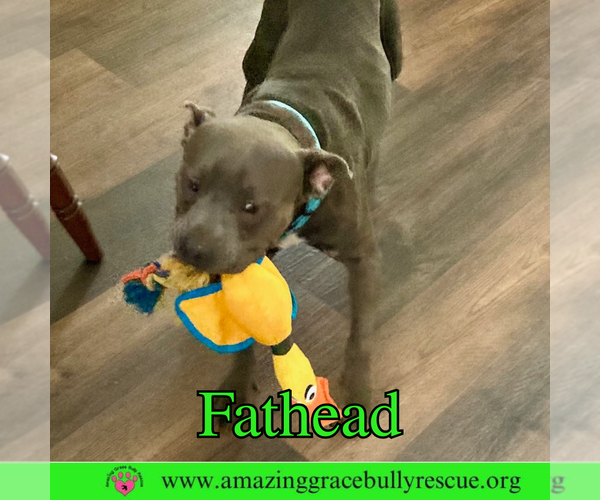 Medium Photo #19 American Pit Bull Terrier-Unknown Mix Puppy For Sale in Pensacola, FL, USA