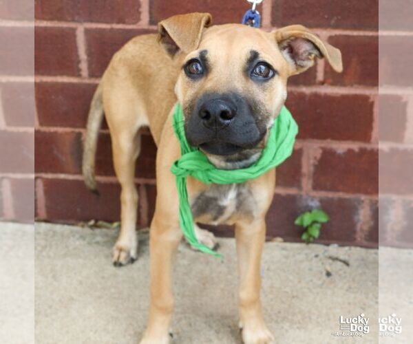Medium Photo #6 Mutt Puppy For Sale in Washington, DC, USA