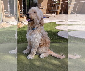 Barkley - Male Goldendoodle Dog for Adoption - Photo #2