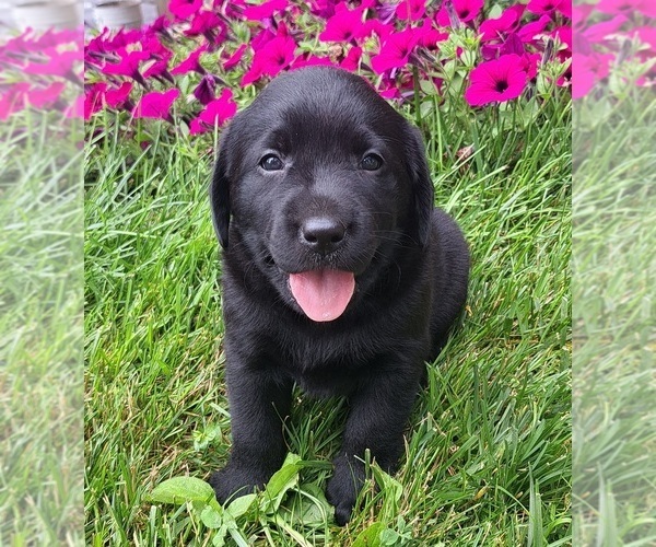 Medium Photo #6 Labrador Retriever Puppy For Sale in GREENWOOD, WI, USA