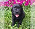 Puppy Ebony Labrador Retriever