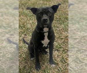 Mutt Dogs for adoption in Akron, OH, USA